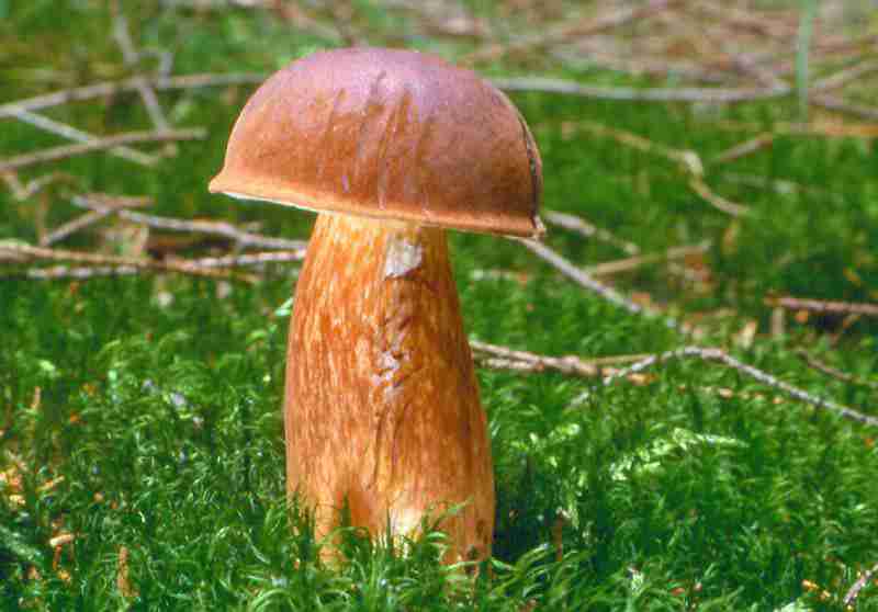  Image name: 234 Porcino.jpg 
 width: 800 pixel 
 height: 558 pixel 
 Size: 28328 bytes 
 Click to enlarge 